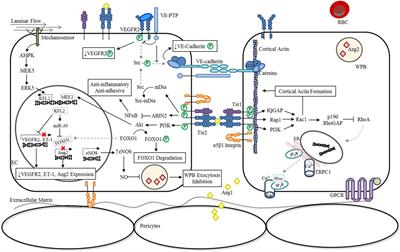 Endothelial Activation: The Ang/Tie Axis in Sepsis